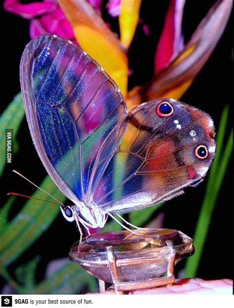 Ten Magnificent Butterflies: Nature’s Flying Jewels